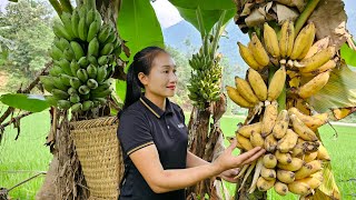 Harvest banana goes to the market sell - Take care of the vegetable garden | Ly Thi Tam