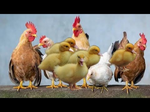 10 Common Chicken Sounds: How To Speak Chicken
