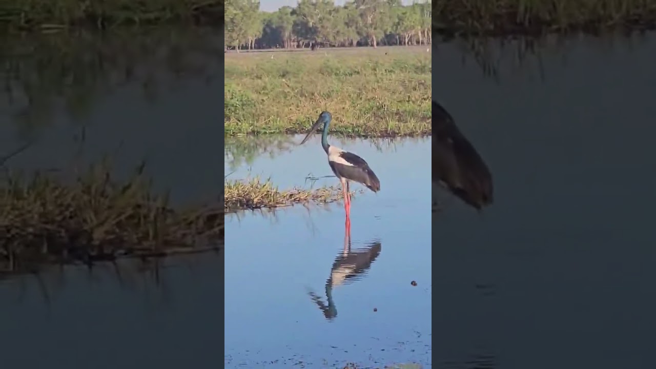 YouTube Short thumbnail