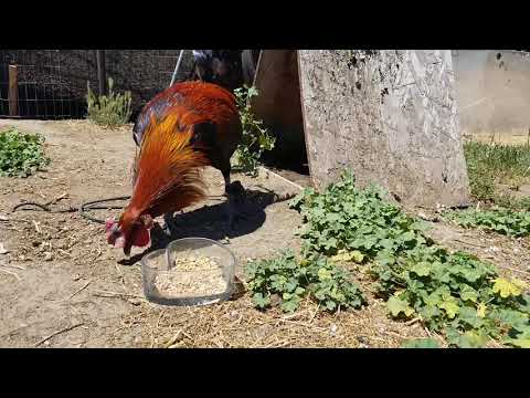 Brown Red asil EspinozaGaneFowl