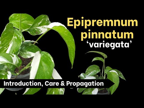 Variegata