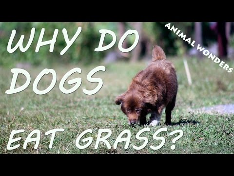 Why do dogs eat grass?