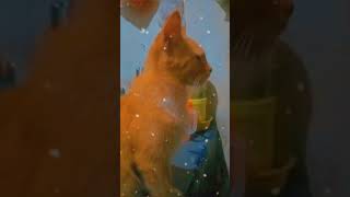 Download lagu Story wa kucing mp3 Download lagu Story wa kucing mp3