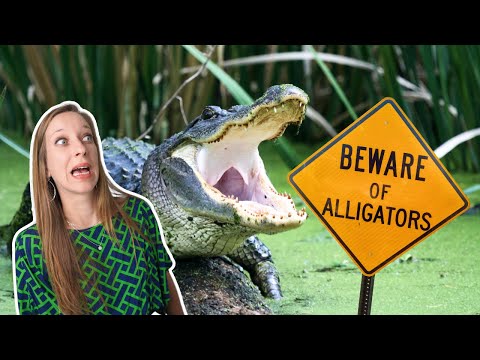 ALLIGATORS in South Carolina: What You NEED to Know!