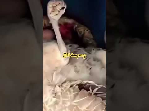 LUCU LIAT TINGKAH LAKU AYAM SALAH MENGERAMIN TELORNYA