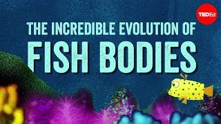 Why are fish fish-shaped? - Lauren Sallan