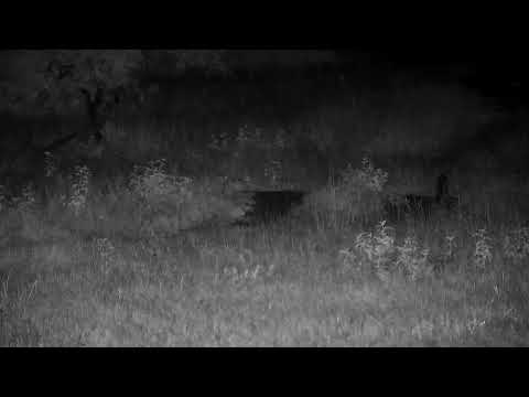 Djuma: Genet hunting - 22:49 - 02/12/2023