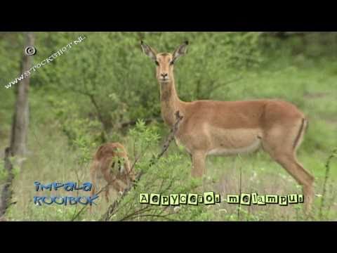 Impala baby in Kruger park - rooibok - Aepyceros melampus