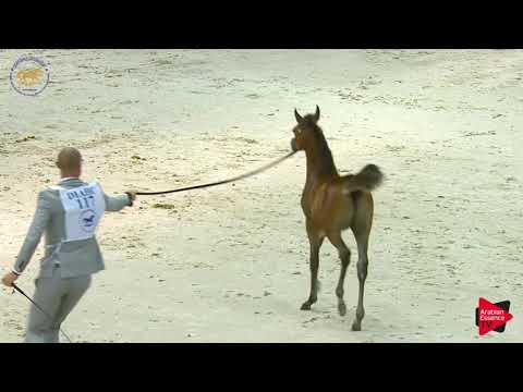 N.117 ARSHAD AL ZOBAIR - Dubai 2019 - Colt Foals (Class 8)