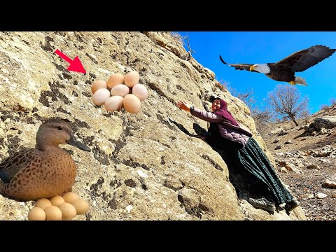 😰🏔The challenge of the difficult mountain of collecting eggs in the Zagros