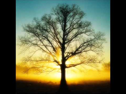 Lenka Filipová - Strom