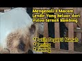Mengenali 3 Macam Lendir Yang Keluar Dari Vulva Ternak Kambing Yg Bunting Hamil