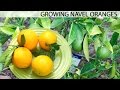 Growing The Best Oranges Washington Navel Orange