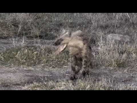 Djuma: Lone hyena - 17:37 - 06/10/18