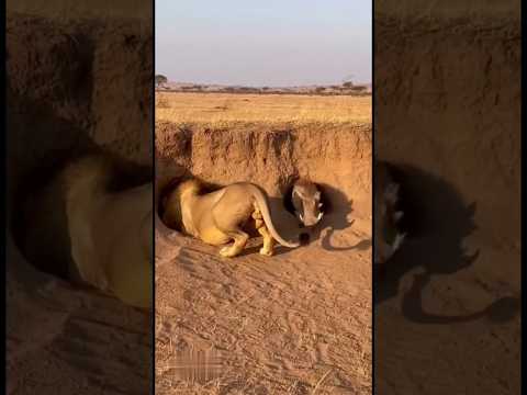 Lion Vs Warthog #viralvideos #funnyvideo
