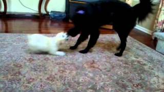 Not a fair fight part 1