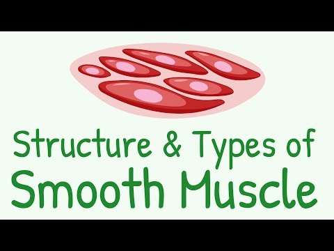 Structure and Types of Smooth Muscle || Multi Unit Smooth Muscles vs Unitary Smooth Muscles