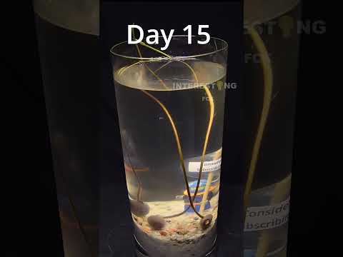 Growing pink lotus underwater timelapse 🪷 #shorts #timelapse