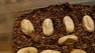Bearded Dragon eggs hatching