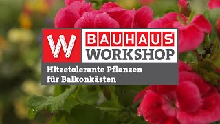 Hitzetolerante Pflanzen für Balkonkästen |Experten-Tipps] | BAUHAUS Workshop