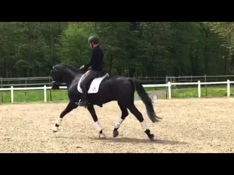 Blackerow of L'espoir Oldeburg 5 ans par L'espoir