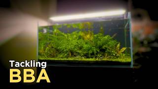 Tackling BBA - More Problems with the Low Maintenance Aquascape (Goodbye CO2)