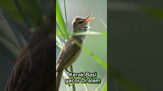 Download lagu Burung Kerak Basi Gacor Di alam #burung #burungkicaudialamliar #burunggacor #kicaumania mp3 Download lagu Burung Kerak Basi Gacor Di alam #burung #burungkicaudialamliar #burunggacor #kicaumania mp3
