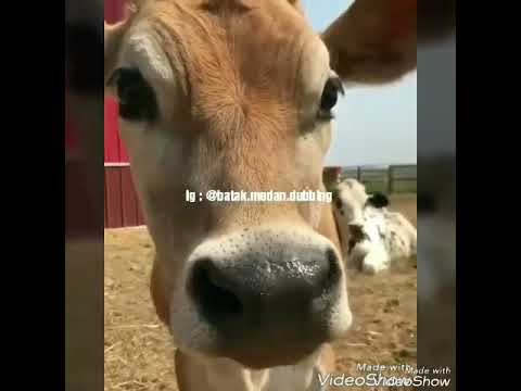 Dubbing Lucu & Kocak || Batak Medan Dubbing || Logat Batak || Sarulla