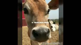 Download lagu Dubbing Lucu & Kocak || Batak Medan Dubbing || Logat Batak || Sarulla mp3