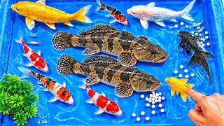 Download lagu Stocking a Small Pond | Catching Goldfish, Koi, Turtles, Snails, and Wild Marble Goby mp3