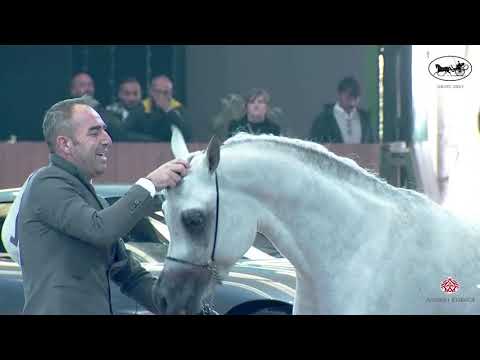 N 52 AFAS AL RAYYAN   Straight Egyptian World Championship 2021   Colts 2 3 Years Old Class 5B