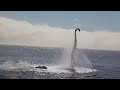 Flyboard Family (vvolis) - Známka: 2, váha: malá