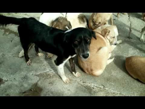 Yurena sucht ein Zuhause - Vermittlung durch TSV ARCA e.V.