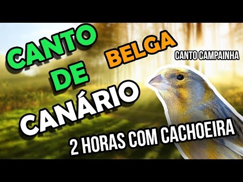 Canário Belga Campainha Com Cachoeira para ensinar filhotes
