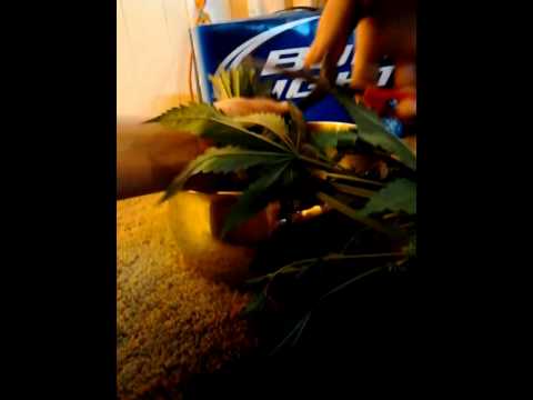 download lagu mp3 mp4 Making Dabs With Male Plants, download lagu Making Dabs With Male Plants gratis, unduh video klip Making Dabs With Male Plants