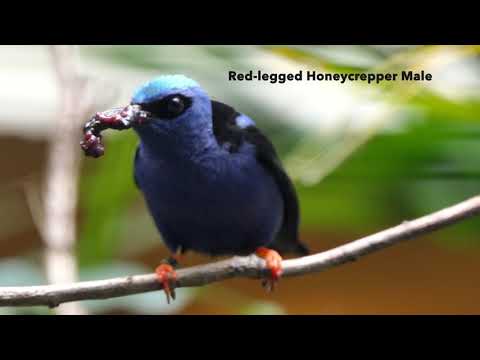 Red-legged Honeycreeper ♂