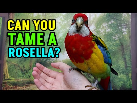 Can Rosellas Be Tamed??