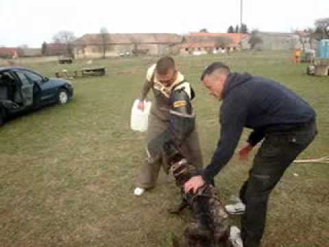 PCE e.V. Real Working Perro de Presa Canario / Presa Espanol ( Dogo Canario ) Kennel de la Legion