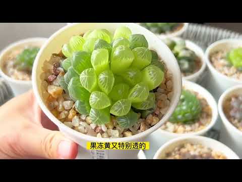 玉露變色