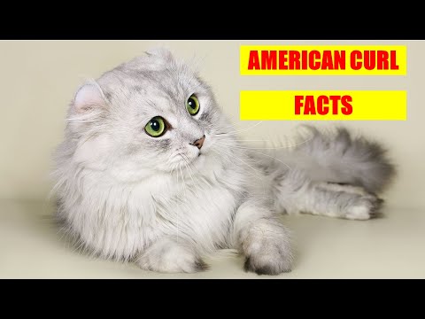 American Curl Cats 101 -  Fun Facts