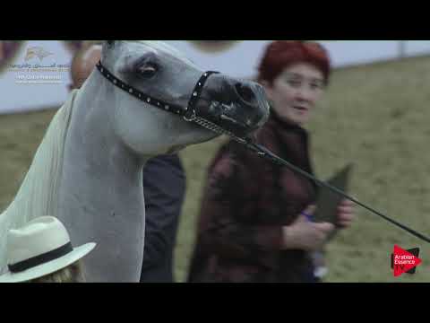 N.151 JAHADAT ALNAIF - 2019 Qatar Nat. Peninsula show - Mares 11 Years Old and Over (Class 9) .mp4