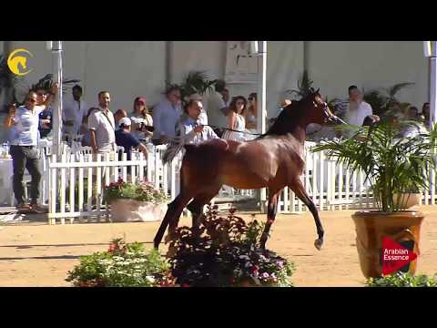 N.82 YAS BHM - MENTON 2017 - Yearling Colts (Class 6A)