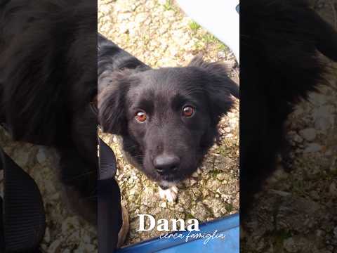 Regalo Dana Splendida Soffice Cucciola Cerca Casa 