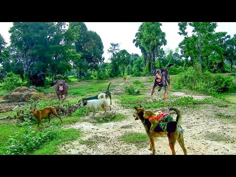 [TERRIBLE ] Schuten & SokYaa Found Gangster Dogs At Countryside, SokYaa Get Off & Run