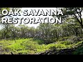 Oak Savanna Restoration For Deer & Turkey | Habitat Management