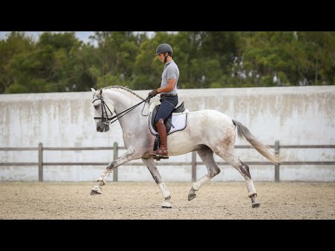 Horse for Sale | Lusitano Gelding schooling Grand Prix (REF#507)