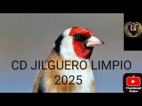 CD JILGUERO LIMPIO 2025