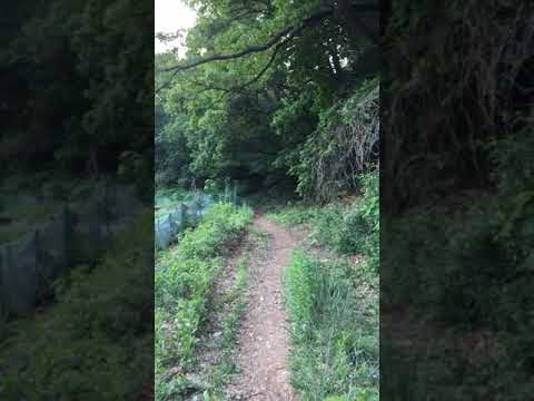 190521 특이한 새소리