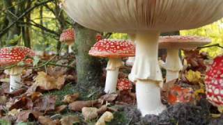 Afterlife. - Heat Miser - Massive Attack