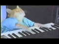 Keyboard Cat 10 Hours